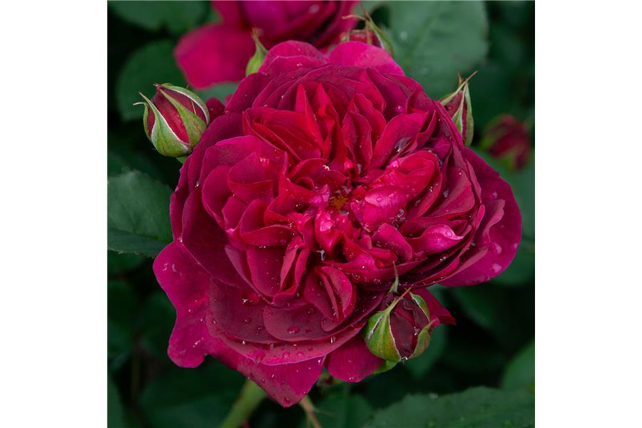 ENGLISH ROSE
